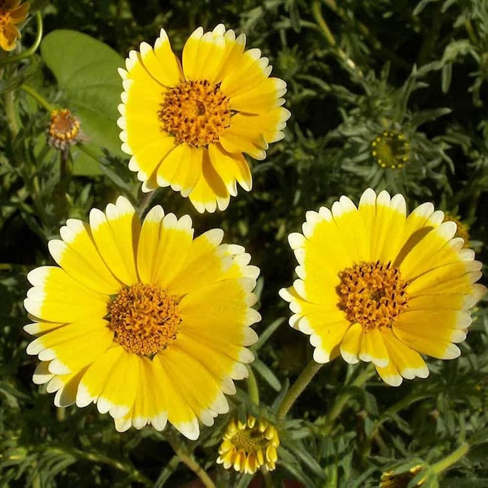 Layia Platygossa flower seeds