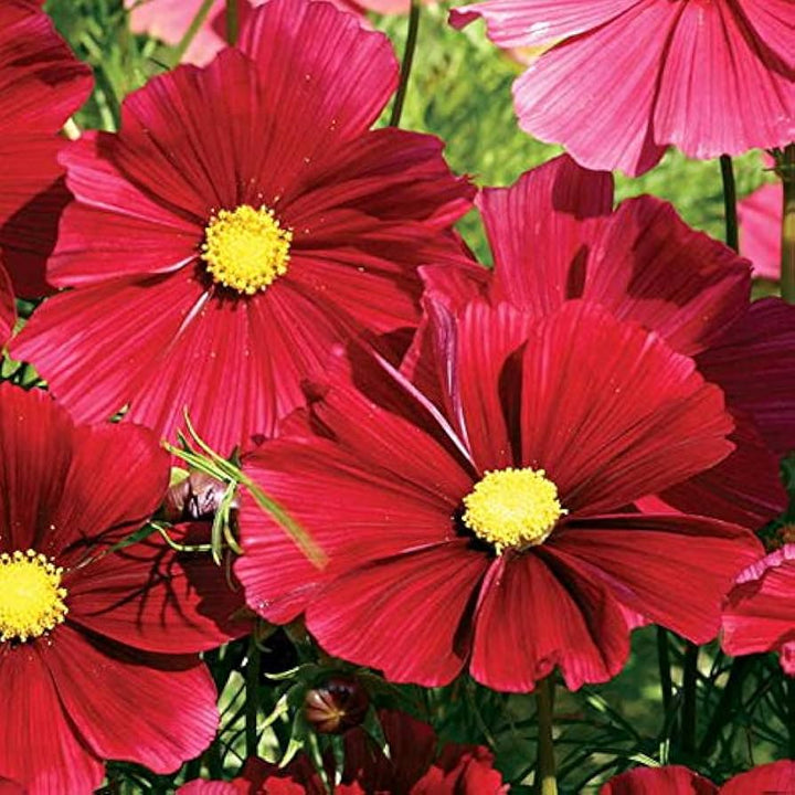 Cosmos Rubenza flower seeds