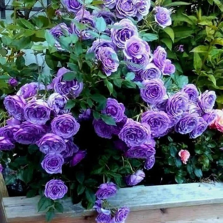 Fresh Violet Rosa plant