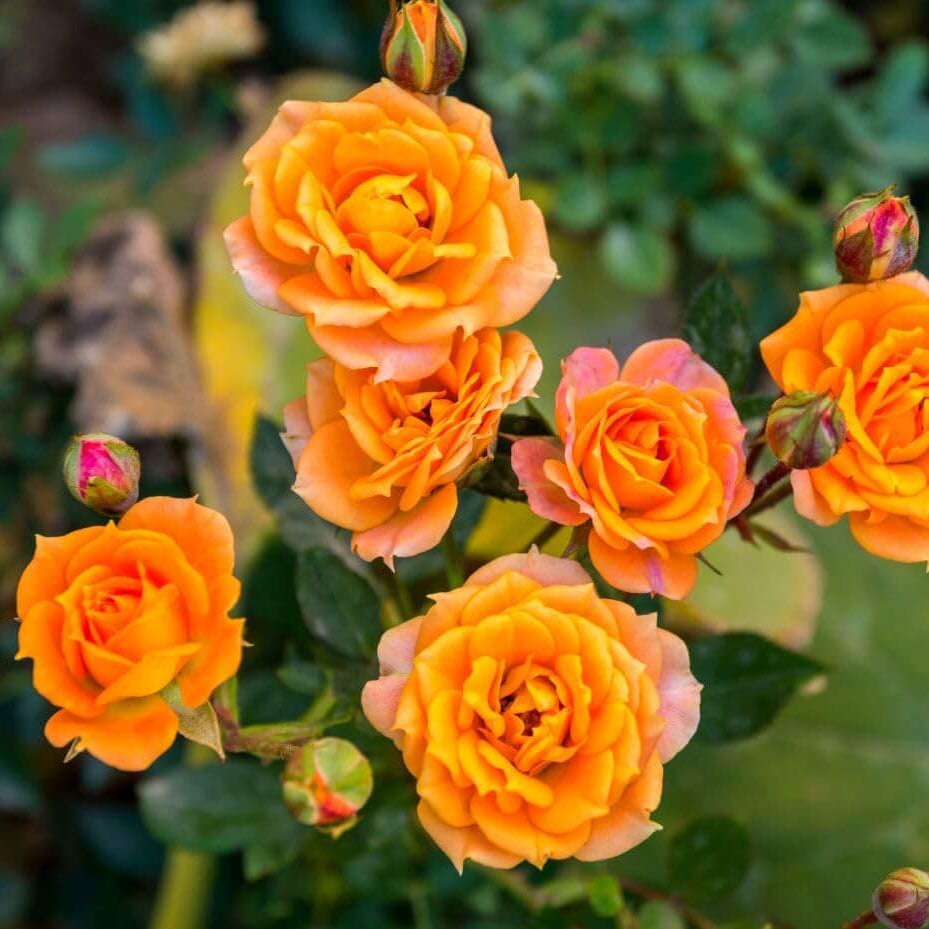 Gold Rose Rose plant