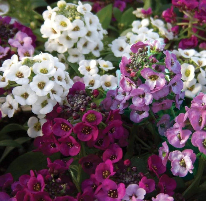 Alyssum Cup flower seeds