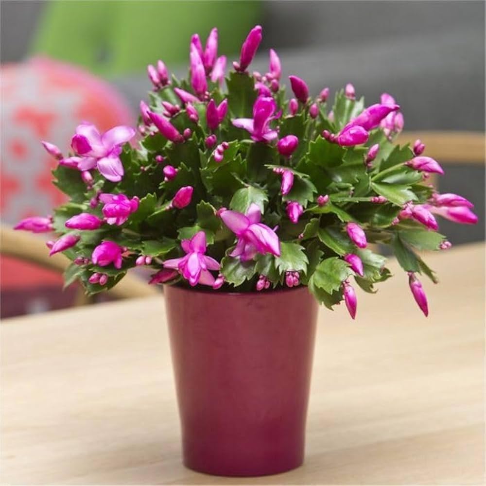 Purple Zygocactus flower seeds