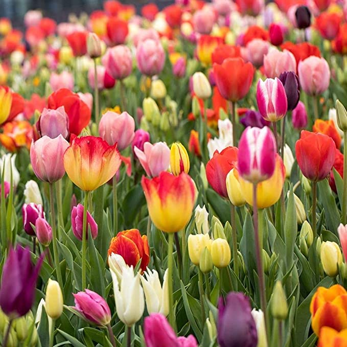 Tulip Flower Seeds for Planting – Heirloom Non-GMO Garden Seeds