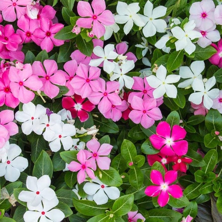 Madagascar flower seeds