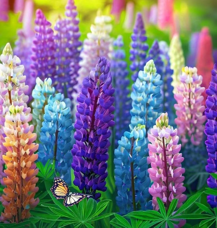 Lupine Lupinus flower seeds