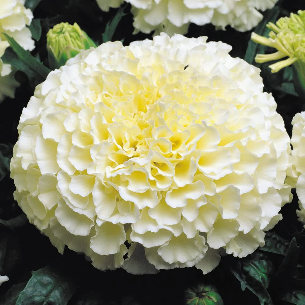 American Eskimo Marigold plant