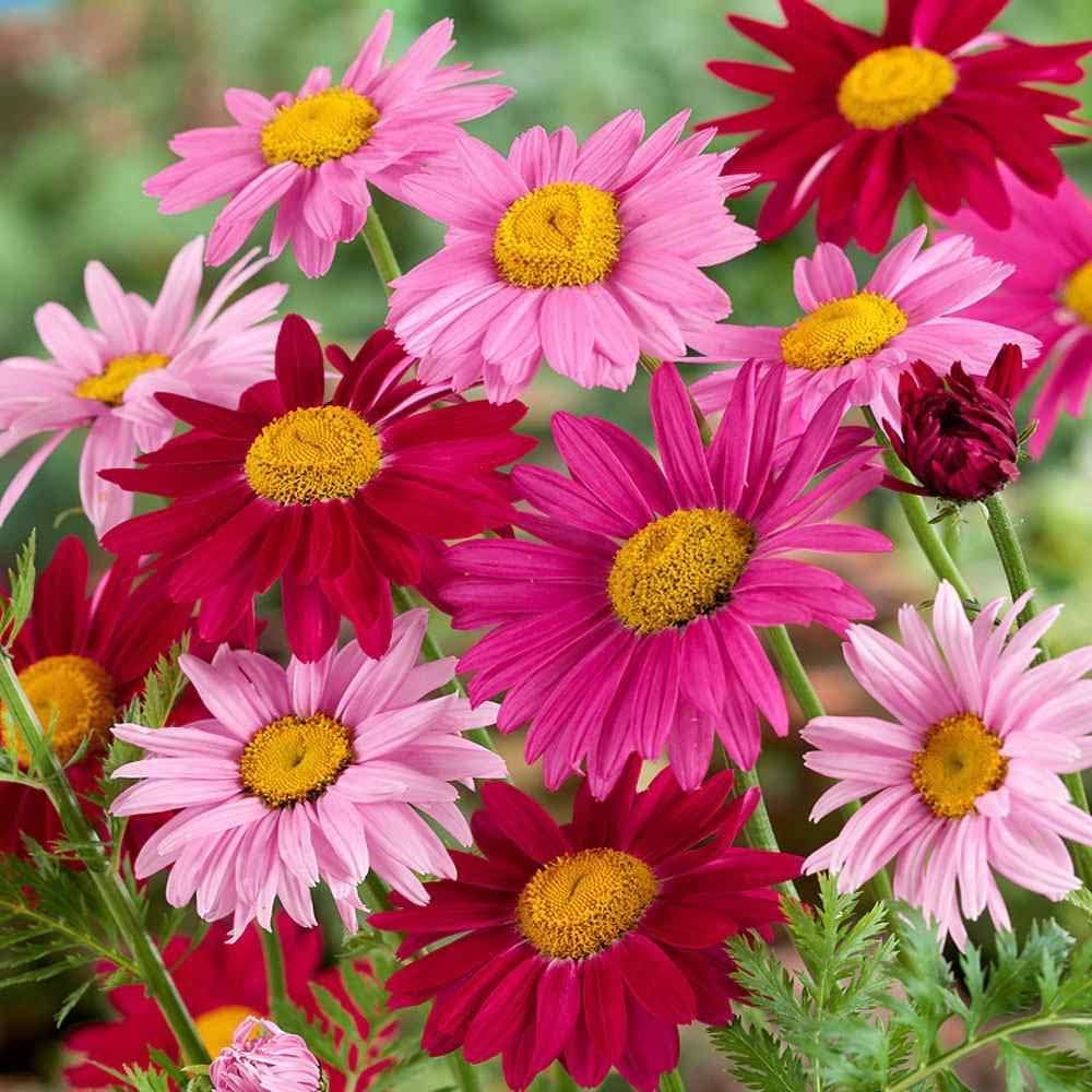 Pyrethrum flower seeds