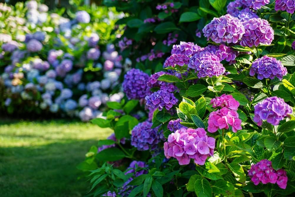 Brown Hydrangea flower seeds