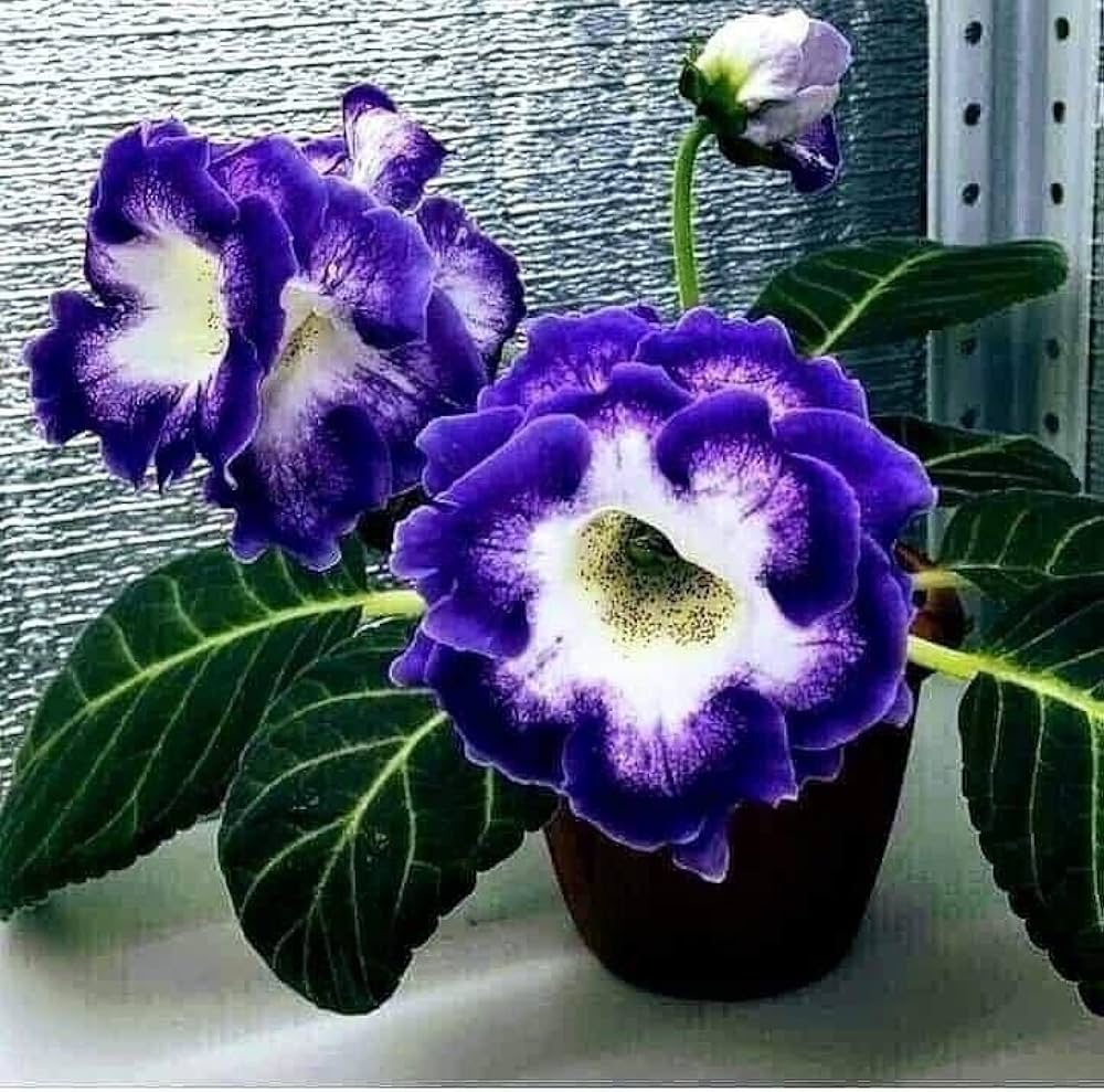 Dark Blue Gloxinia Flower Seeds for Planting – Vibrant Indoor & Garden Flowers