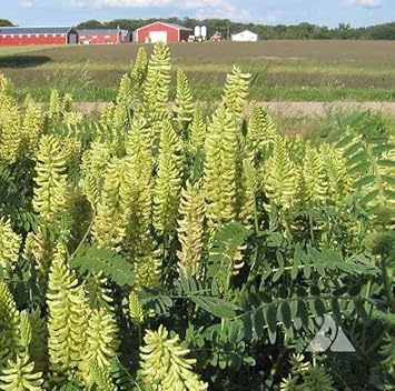 Light Green flower seeds