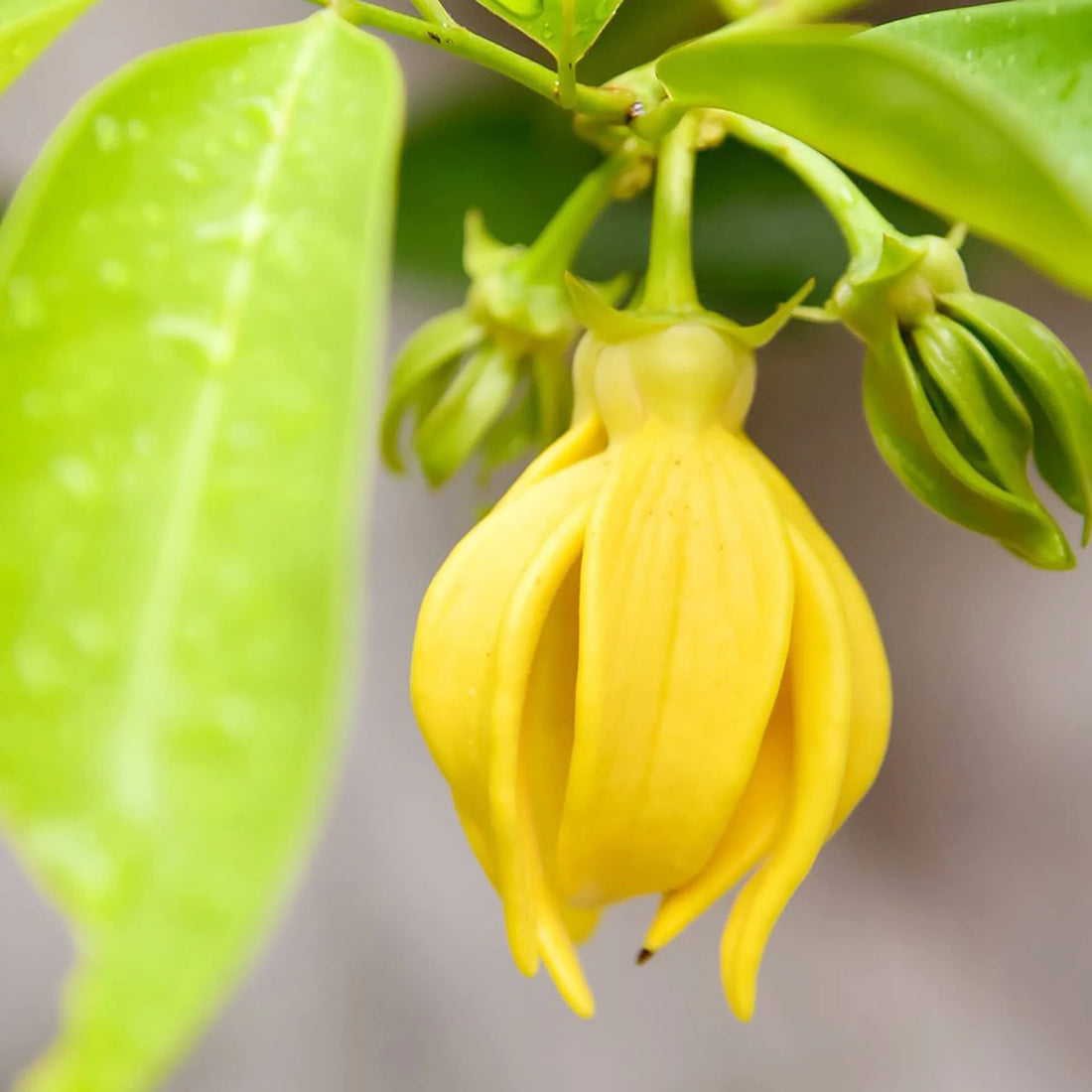 Ylang flower seeds