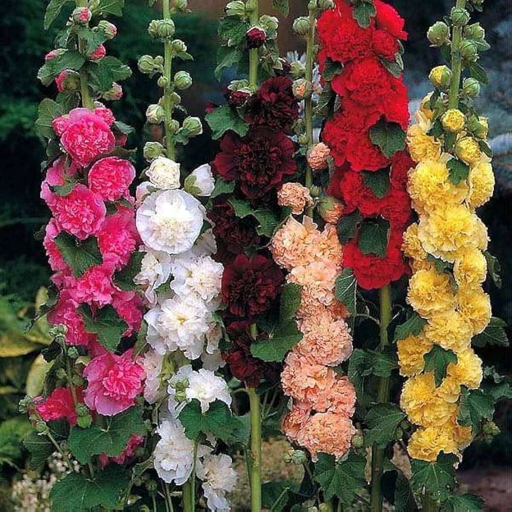 Hollyhock Double flower seeds