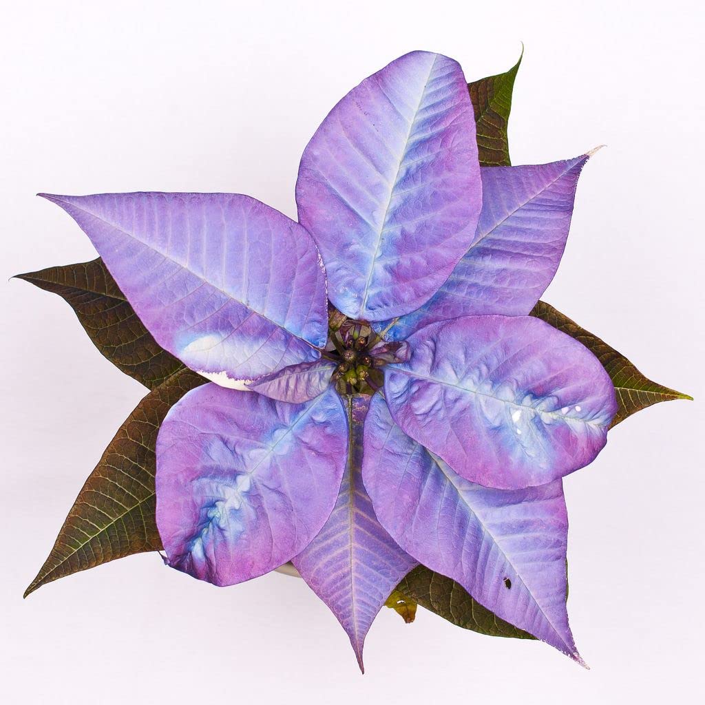 Purple Poinsettia flower seeds