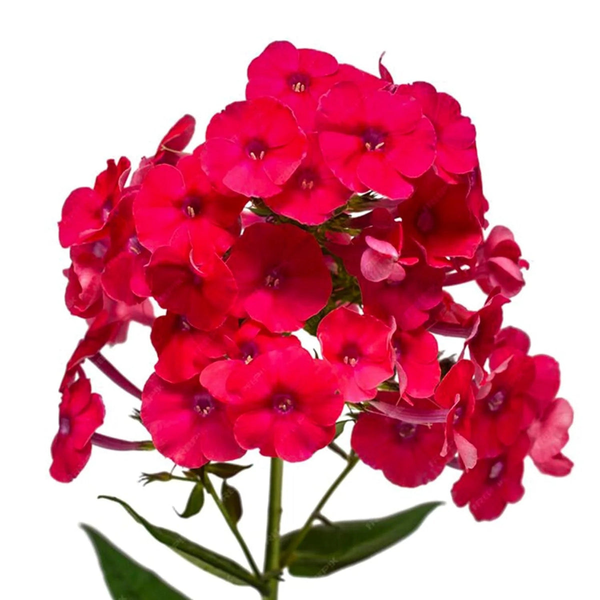 Red Phlox plant