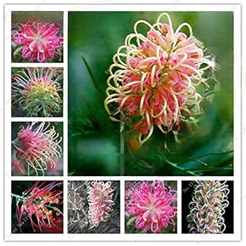 Grevillea flower seeds