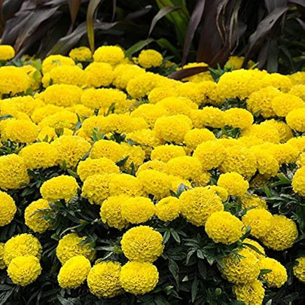 African Yellow Marigold plant