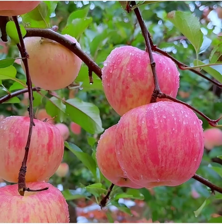 pink apple seeds