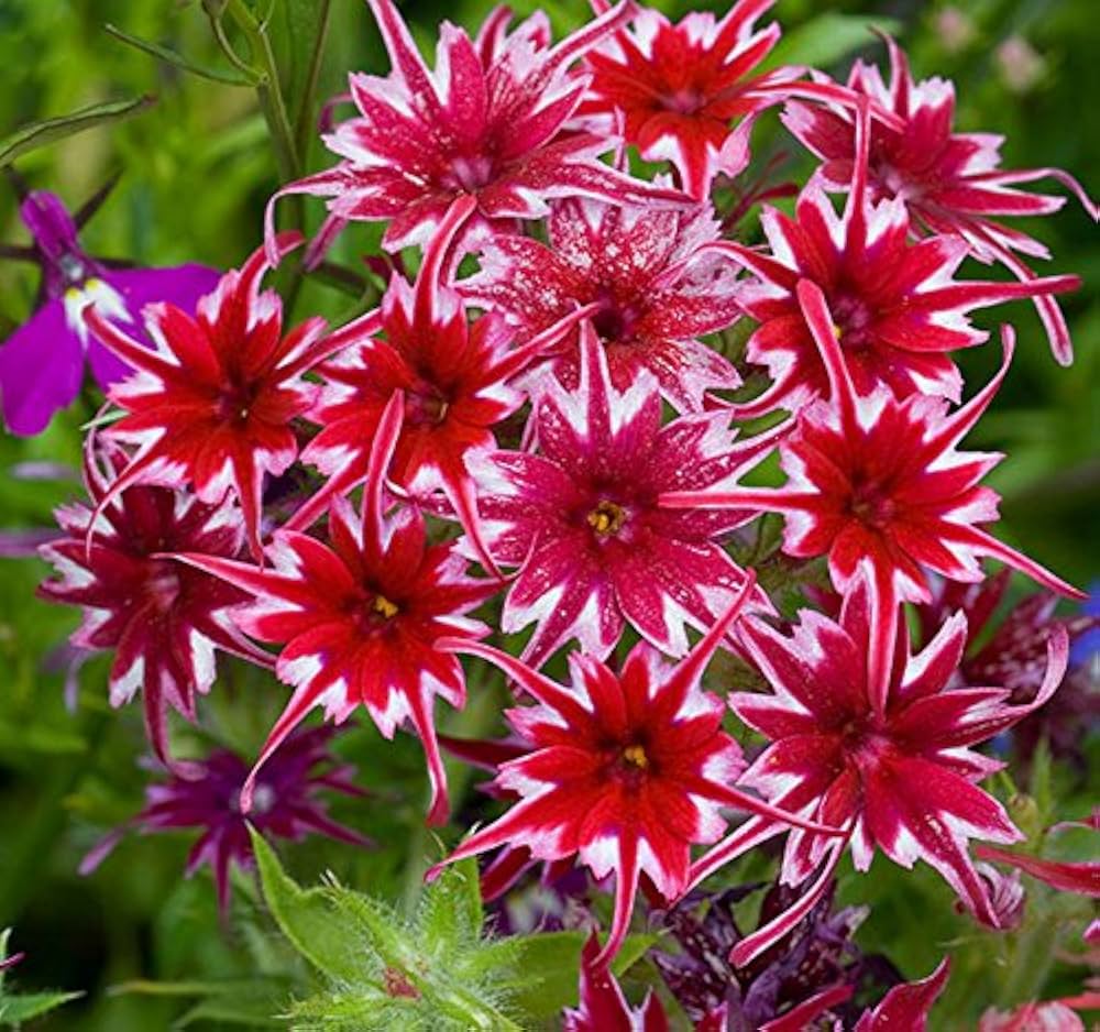 Phlox Twinkle flower seeds