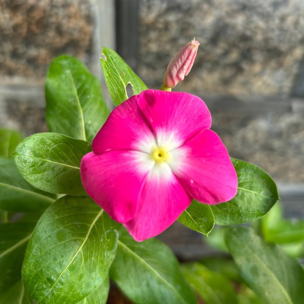 Rose Halo flower seeds