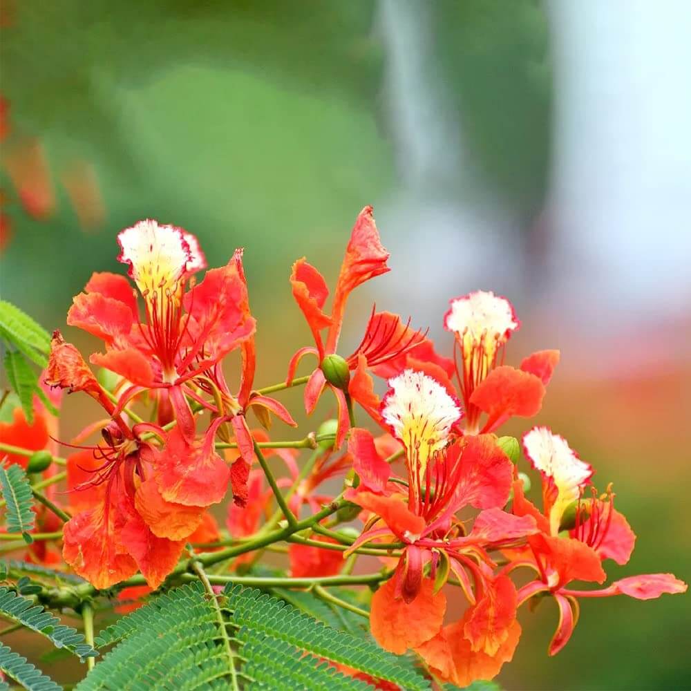 regia Royal Poinciana plant