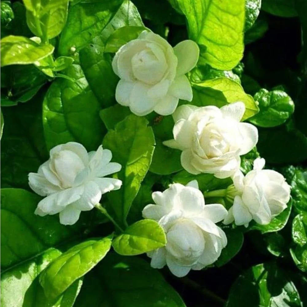 Mogra flower seeds