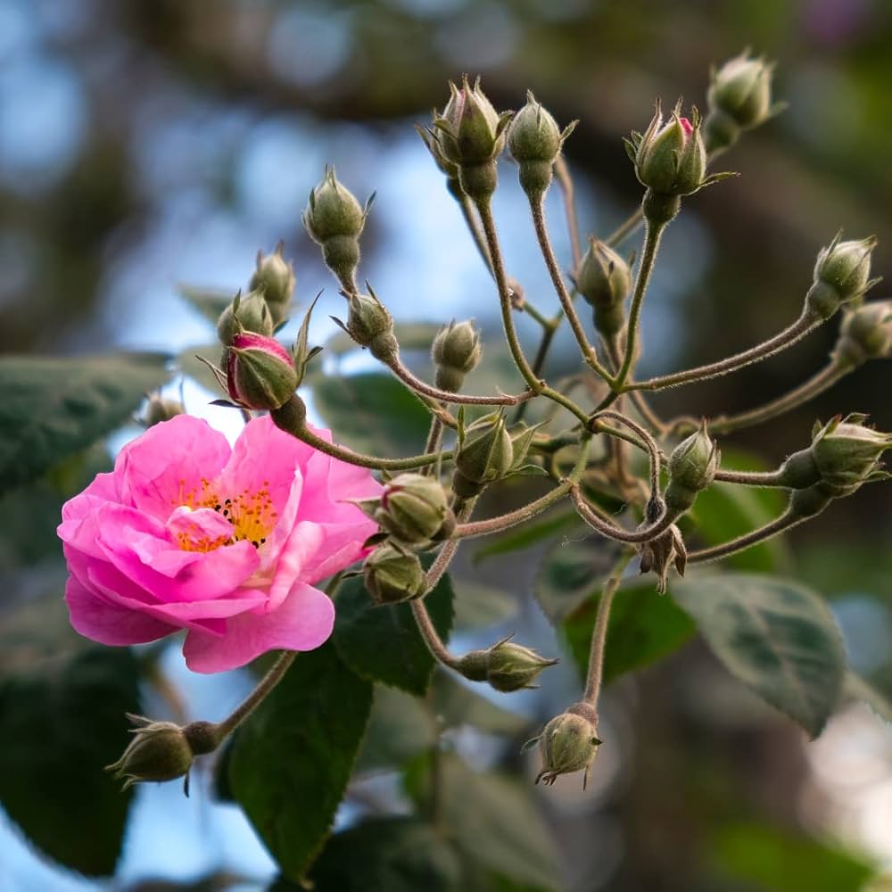Dream Rose flower seeds