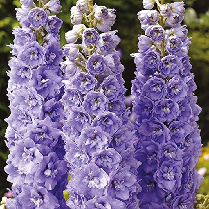 Delphinium Lavender flower seeds