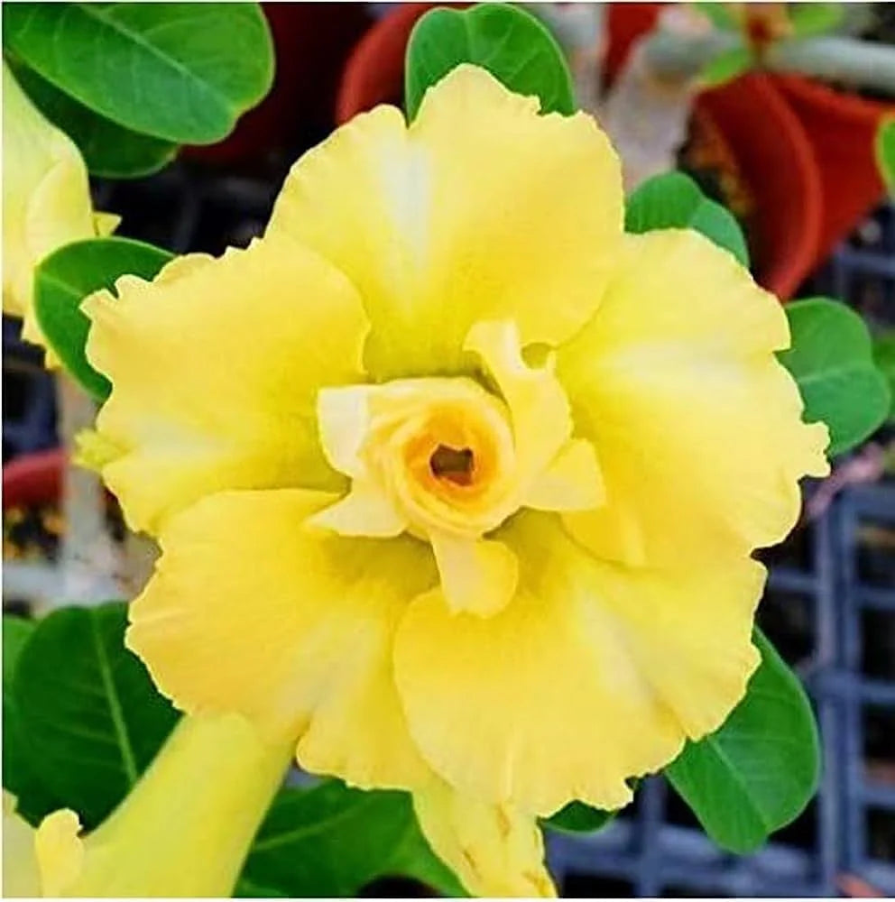 Yellow Adenium flower seeds
