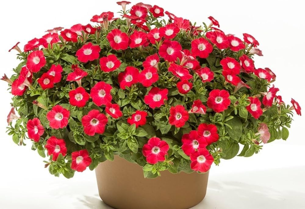 Raspberry Vein flower seeds