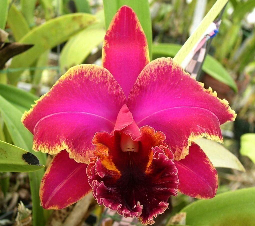 Orchid Orchidaceae flower seeds