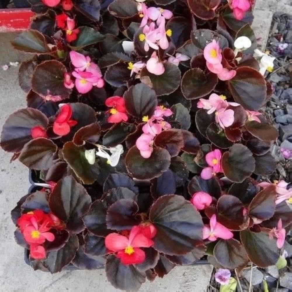 Begonia Chocolate flower seeds