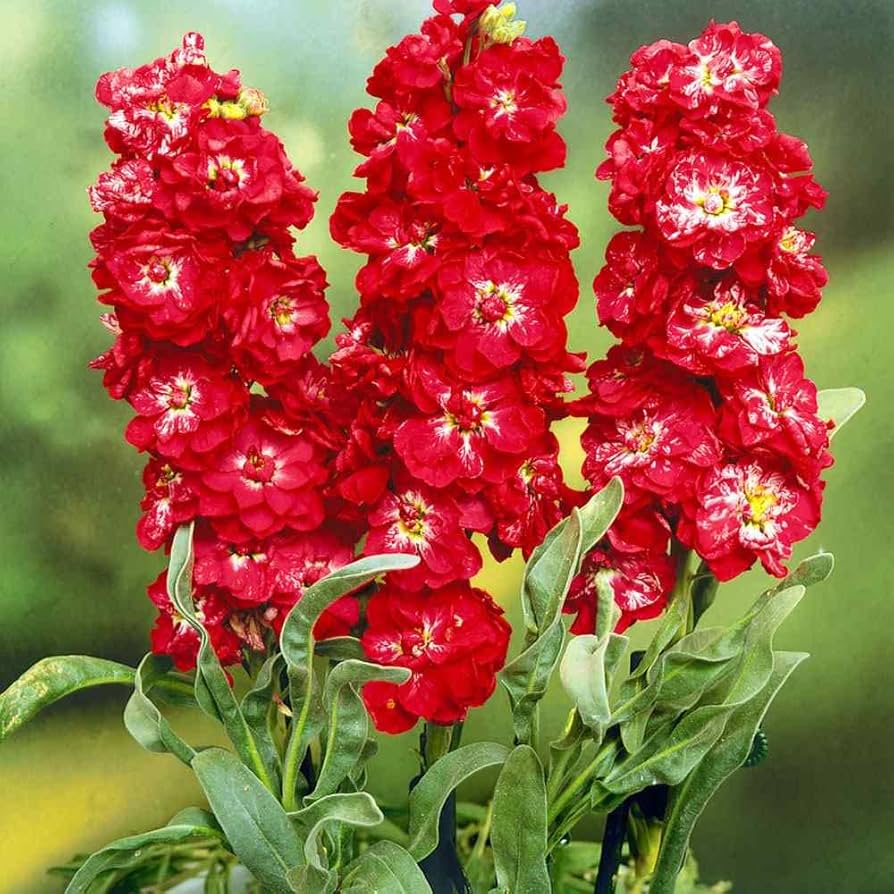Red Matthiola flower seeds