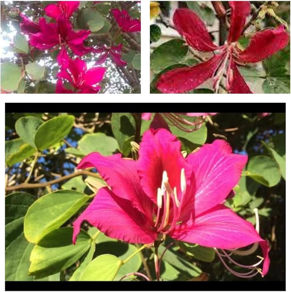 Red Bauhinia flower seeds