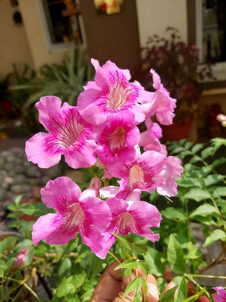 Pink Cape flower seeds