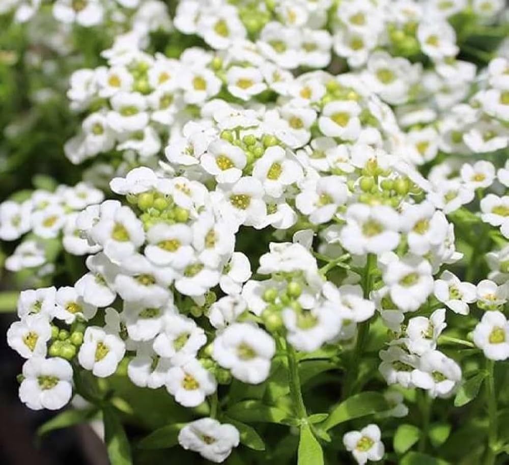 White Bonnet flower seeds