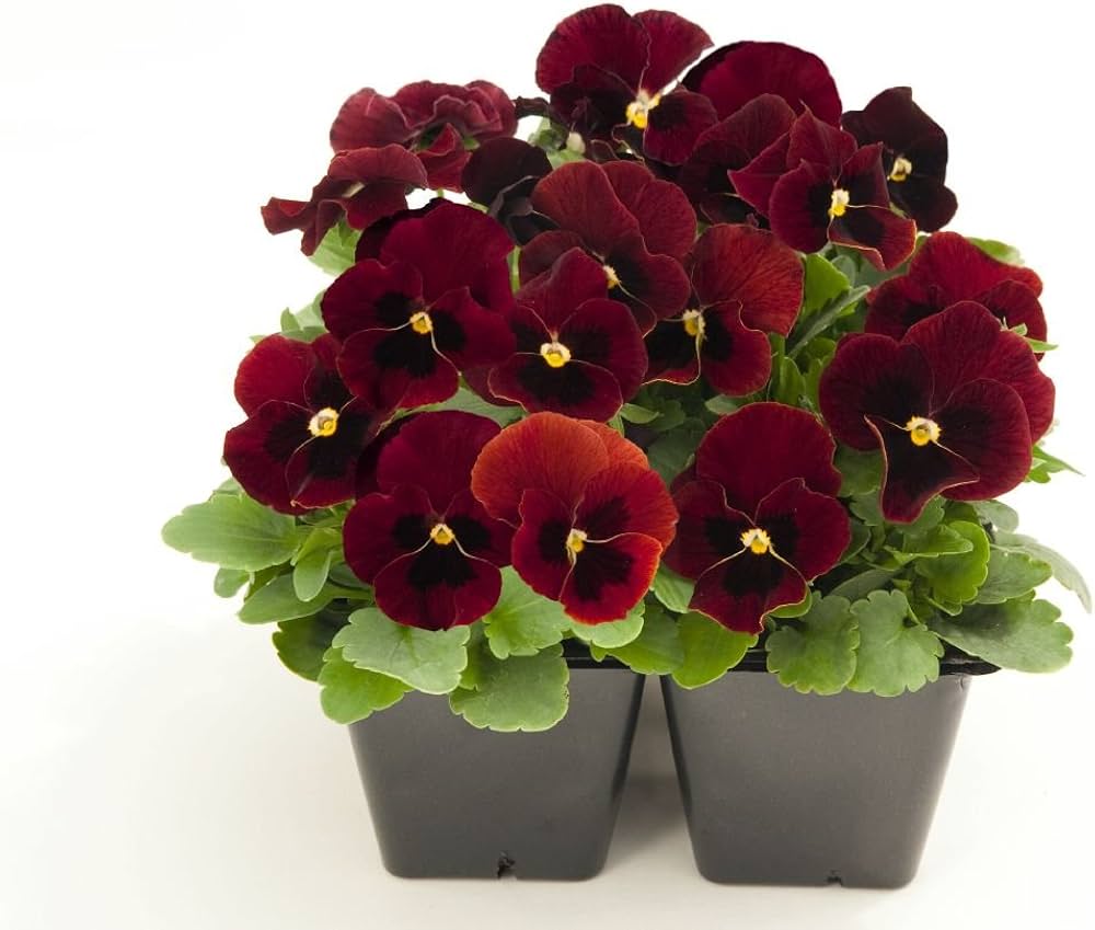 Pansy Delta flower seeds