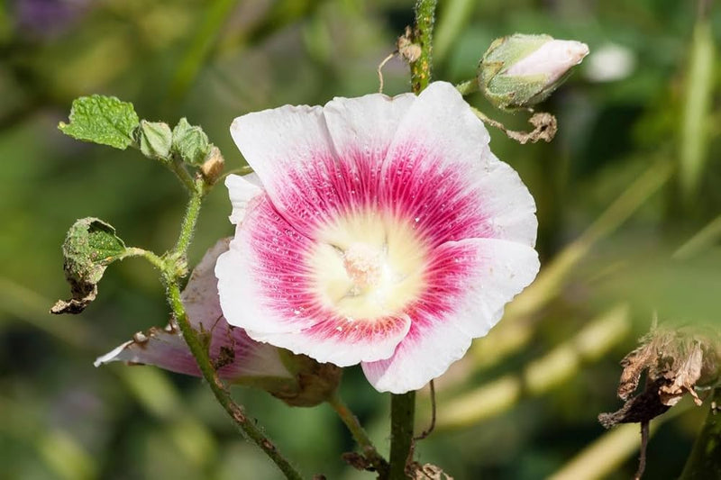 White and Pink Hollyhock Flower Seeds for Planting – Heirloom Non-GMO Garden Seeds