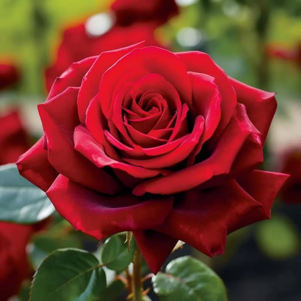 Roses flower seeds
