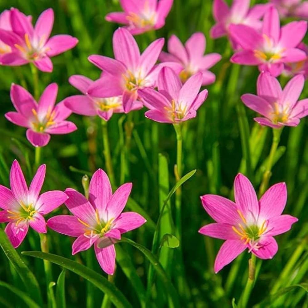 Lluvia flower seeds