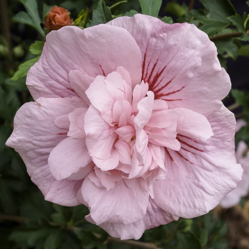 Pink Hibiscus flower seeds