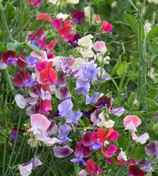 Pea flower seeds