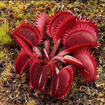 Insectivorous flower seeds
