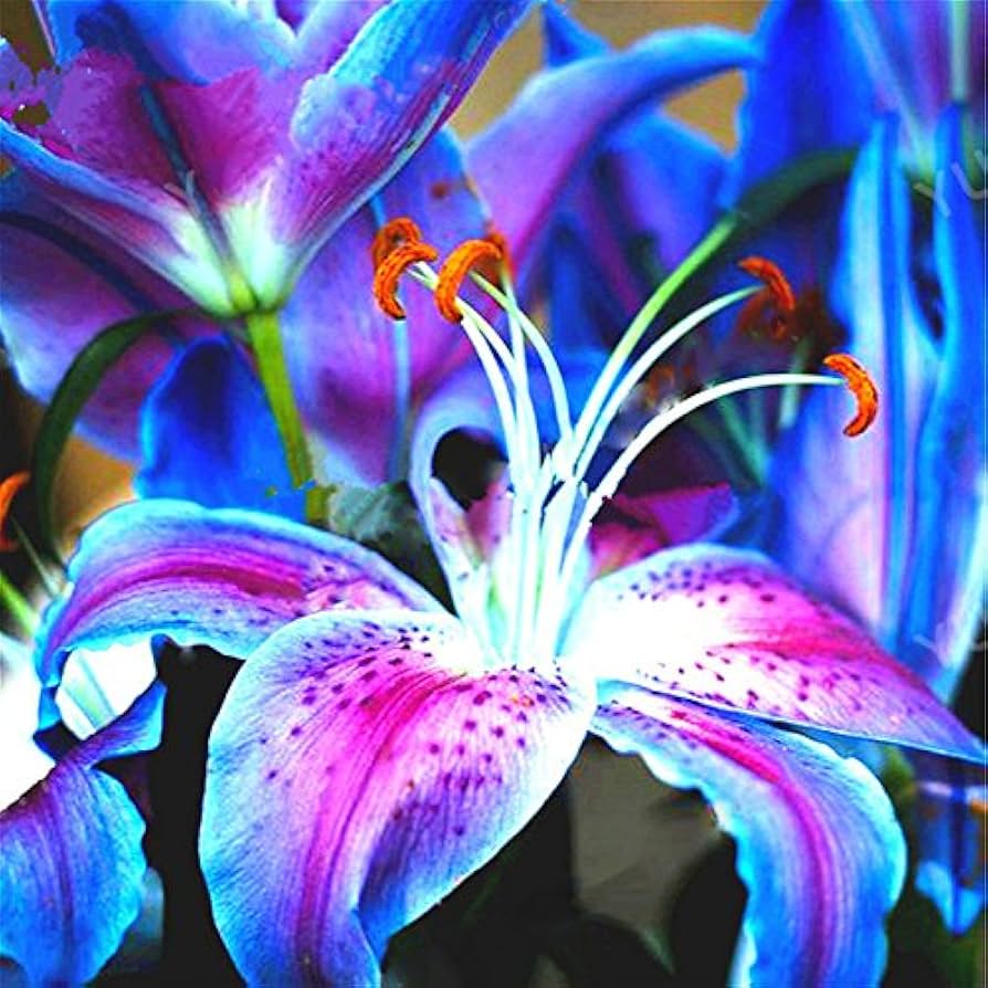Lily flower seeds