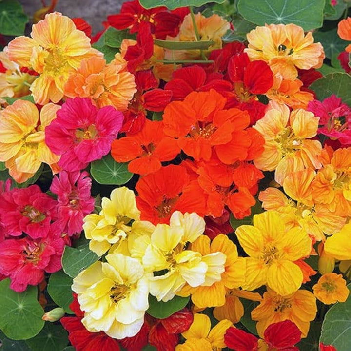 Multi Nasturtium flower seeds