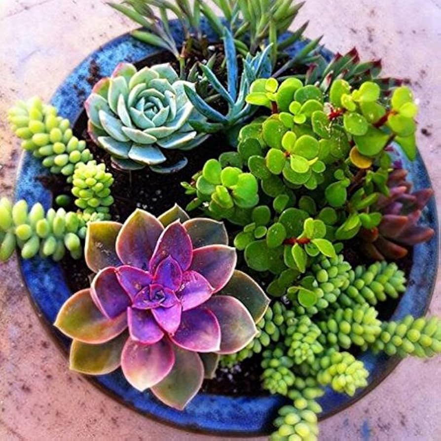 Succulent flower seeds