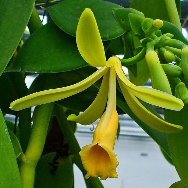 Planifolia Orchid Vanilla plant