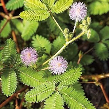 Lavender Mimosa flower seeds