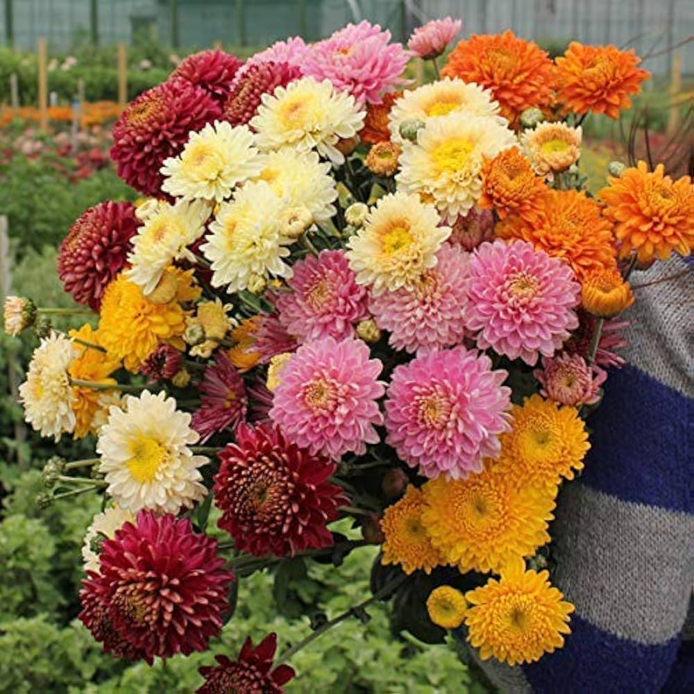 Chrysanthemum Hardy flower seeds