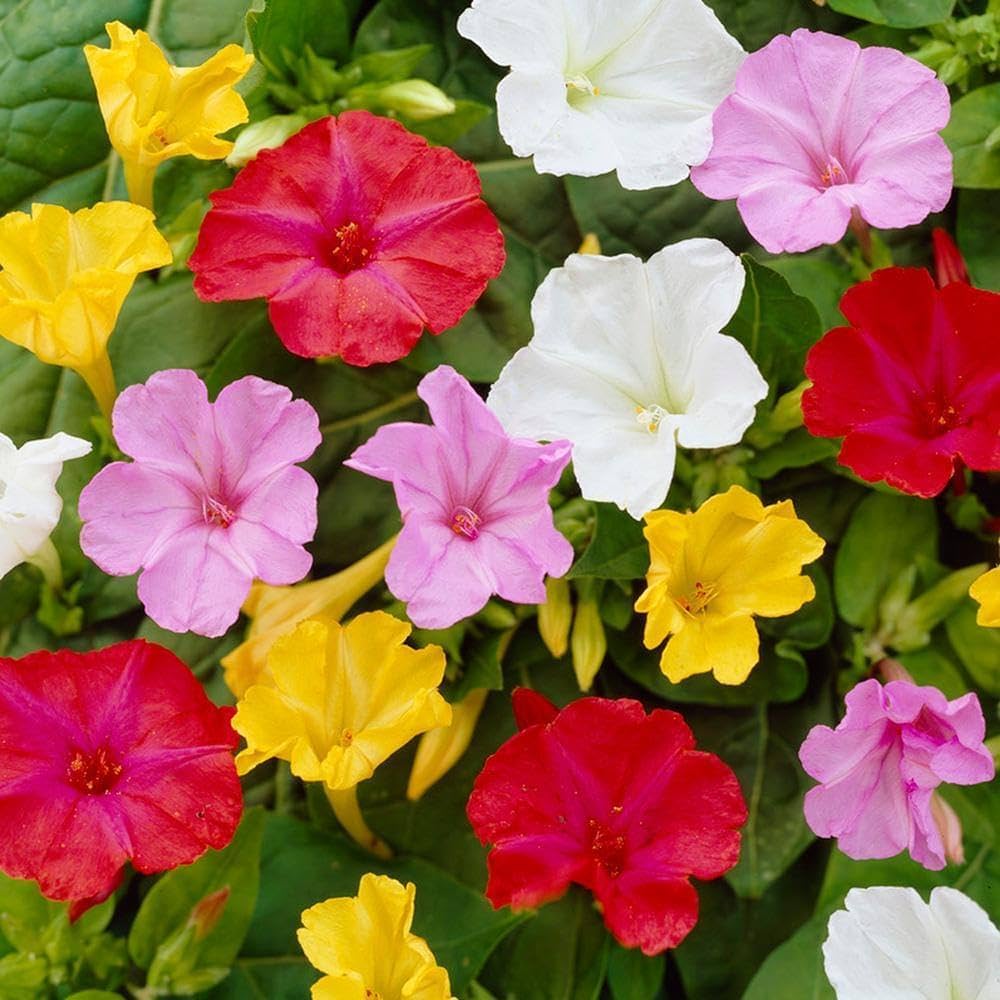 Mirabilis Jalapa flower seeds
