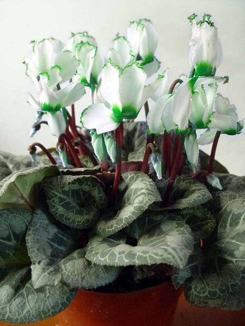 Green White flower seeds